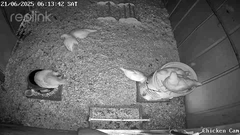 Millar Time Chicken Cam
