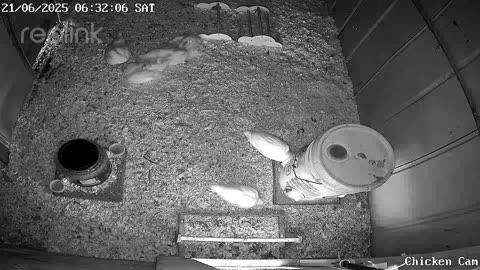 Millar Time Chicken Cam