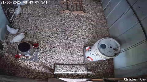 Millar Time Chicken Cam