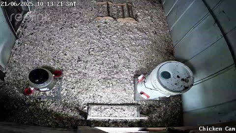 Millar Time Chicken Cam