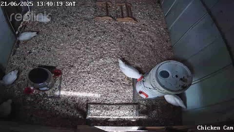 Millar Time Chicken Cam