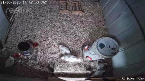 Millar Time Chicken Cam