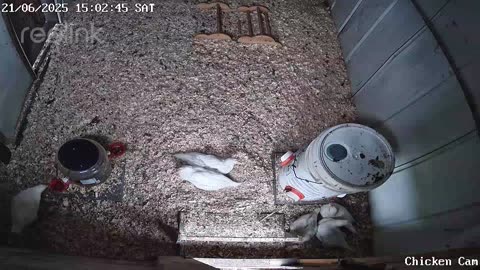 Millar Time Chicken Cam