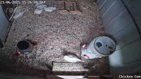 Millar Time Chicken Cam