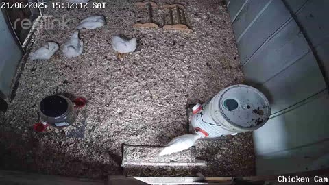Millar Time Chicken Cam