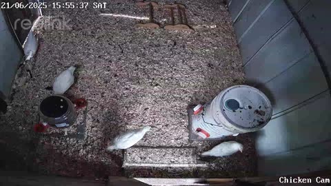 Millar Time Chicken Cam