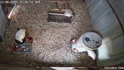 Millar Time Chicken Cam