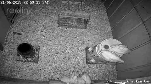Millar Time Chicken Cam
