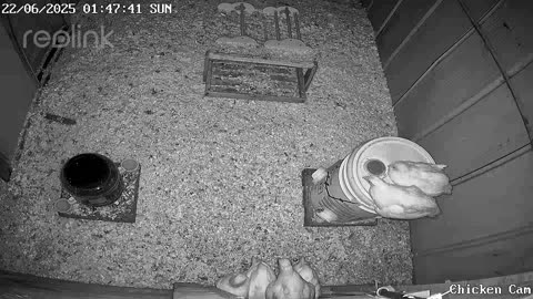 Millar Time Chicken Cam