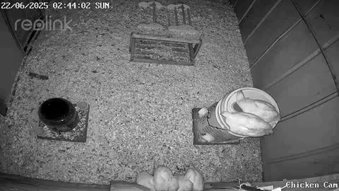 Millar Time Chicken Cam