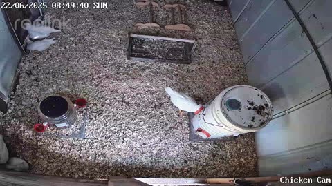 Millar Time Chicken Cam