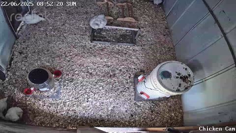 Millar Time Chicken Cam