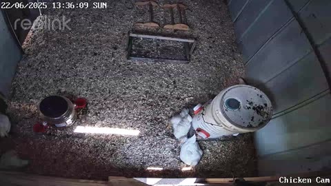 Millar Time Chicken Cam