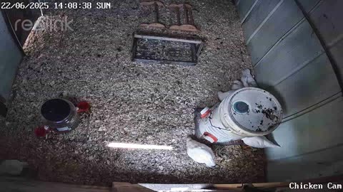 Millar Time Chicken Cam