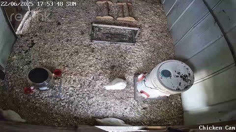 Millar Time Chicken Cam
