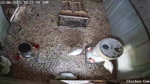 Millar Time Chicken Cam