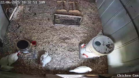 Millar Time Chicken Cam