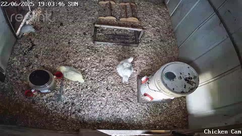 Millar Time Chicken Cam