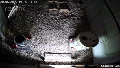 Millar Time Chicken Cam