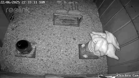 Millar Time Chicken Cam