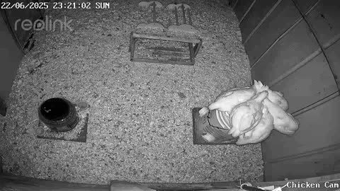 Millar Time Chicken Cam
