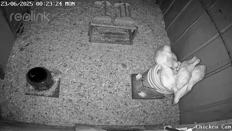 Millar Time Chicken Cam