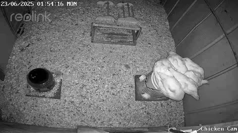 Millar Time Chicken Cam