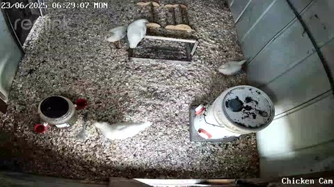 Millar Time Chicken Cam