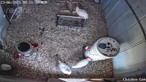Millar Time Chicken Cam