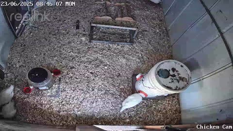 Millar Time Chicken Cam