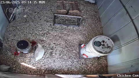 Millar Time Chicken Cam