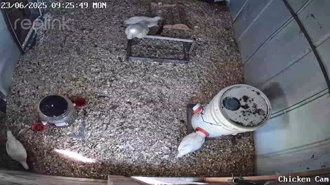 Millar Time Chicken Cam