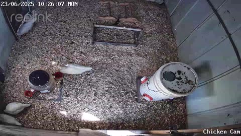 Millar Time Chicken Cam