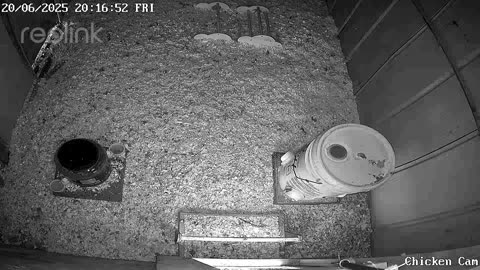 Millar Time Chicken Cam