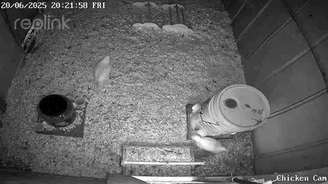 Millar Time Chicken Cam