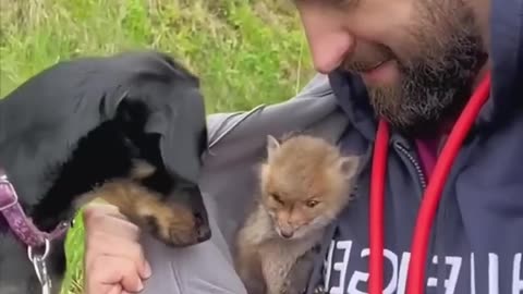 Found a puppy abandoned by its mother, I didn't think it was a wolf.