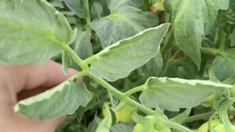 Where Growth Begins