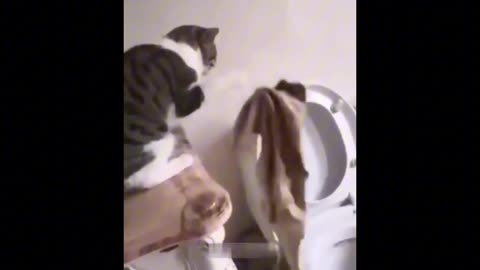 Funny Animal compilation