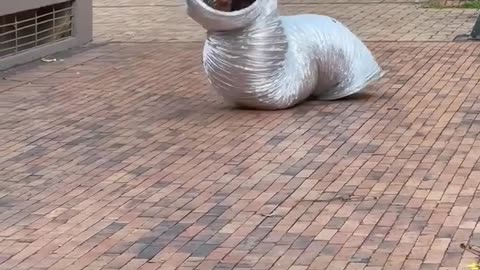 EL GUSANO GIGANTE 🐛🤣 (BROMA)