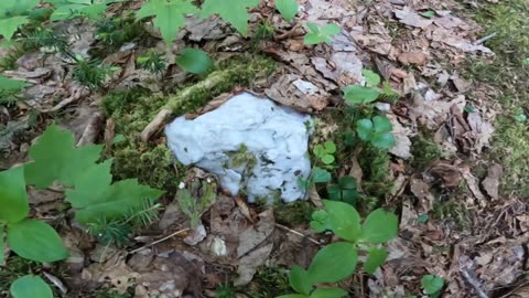 Quartz Rock