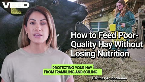 Feeding Smarter, Not Harder: 4 Proven Strategies for Low Quality Hay
