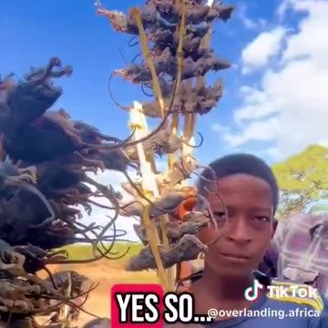 Yes they are eating rats. Without White intervention they would have gone extinct.