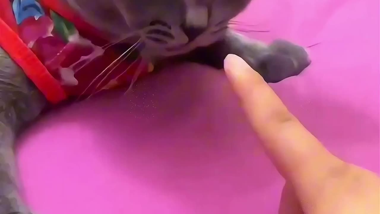 You really dare to bite me 😭Must Follow it.