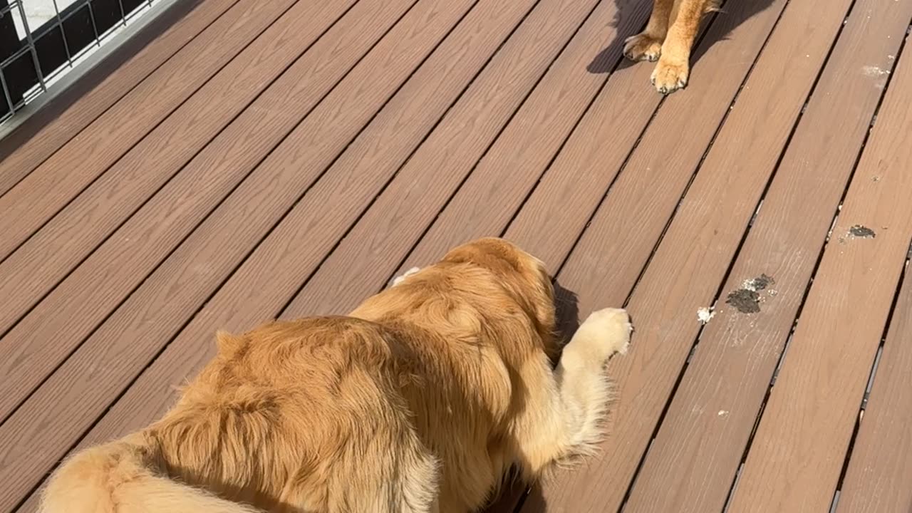 Dog playing and fighting