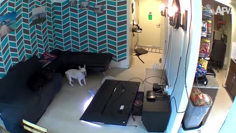 Ep 03 | Funniest Home Videos
