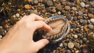 🦀🦪Foraging 👀