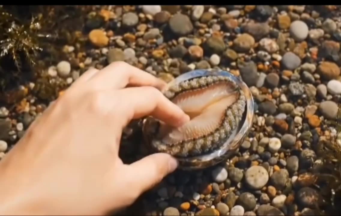 🦀🦪Foraging 👀