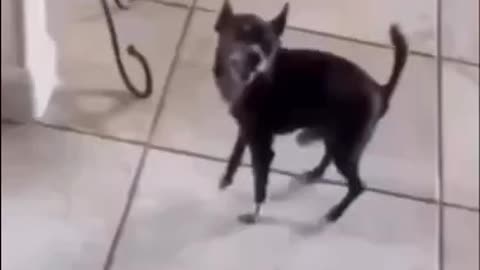 Superdog