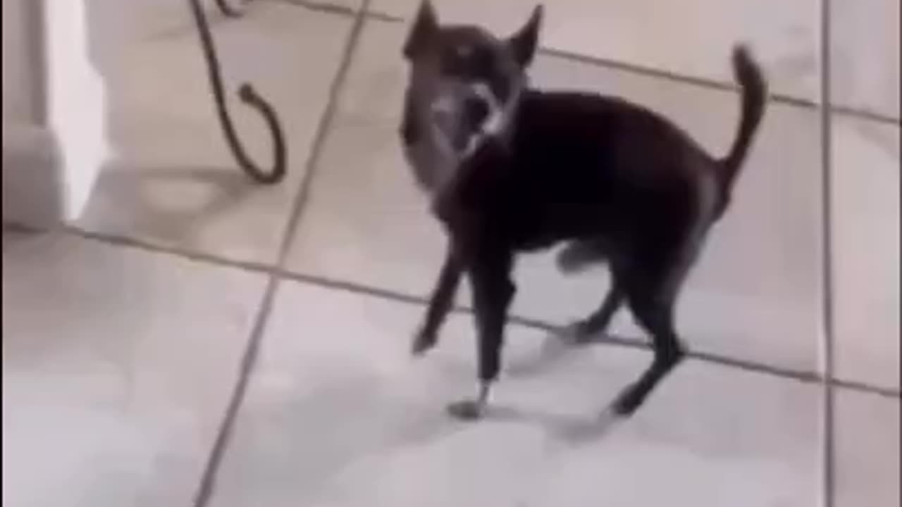 Superdog