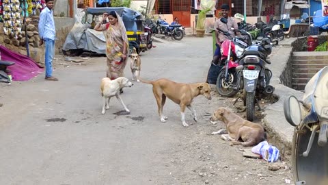 Surviving a stray dog attack